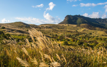 황매산 은빛물결