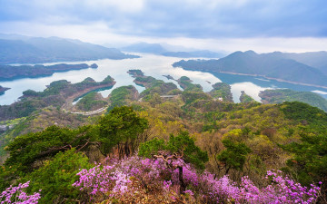 악어들의 꽃구경