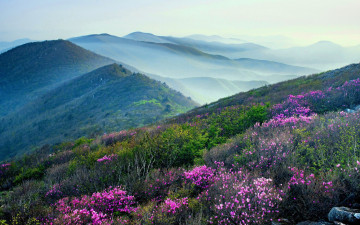 진달래 2 - 함백산