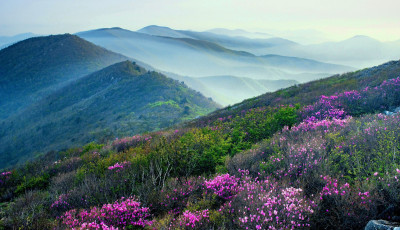 진달래 2 - 함백산