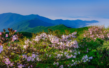 만복대 철쭉 - 지리산