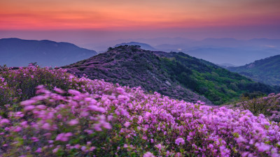 황매산의 봄