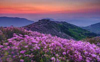 황매산의 봄