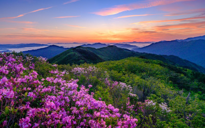 고리봉 철쭉