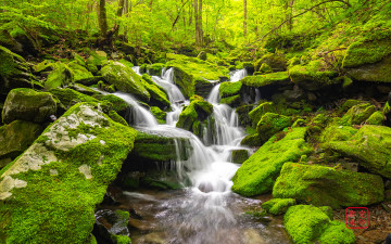 장전계곡의 여름