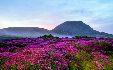 한라산철쭉 - 한라산