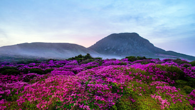 한라산철쭉