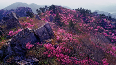 주작산의 봄