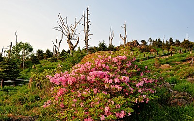 지리산의 봄