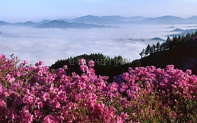 바래봉 철쭉