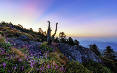 지리산 제석봉의 여름